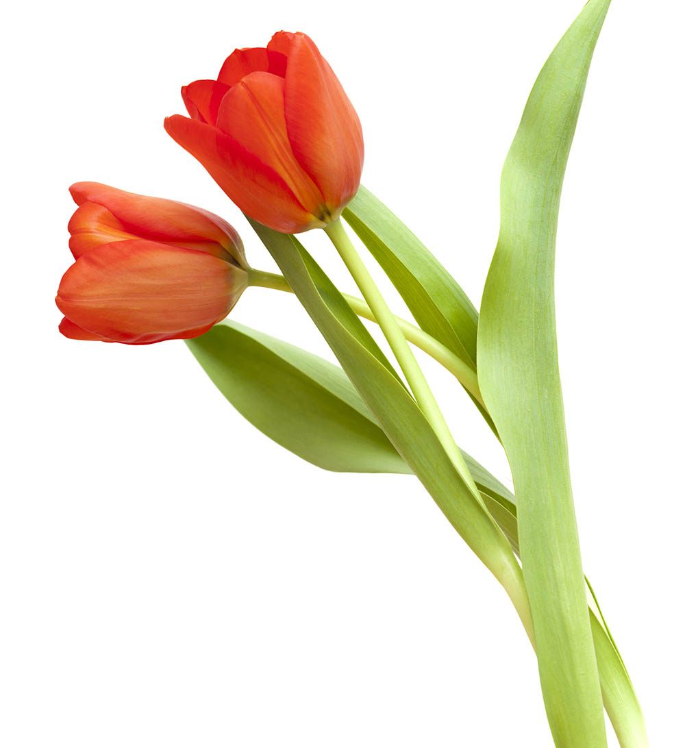 TULPE